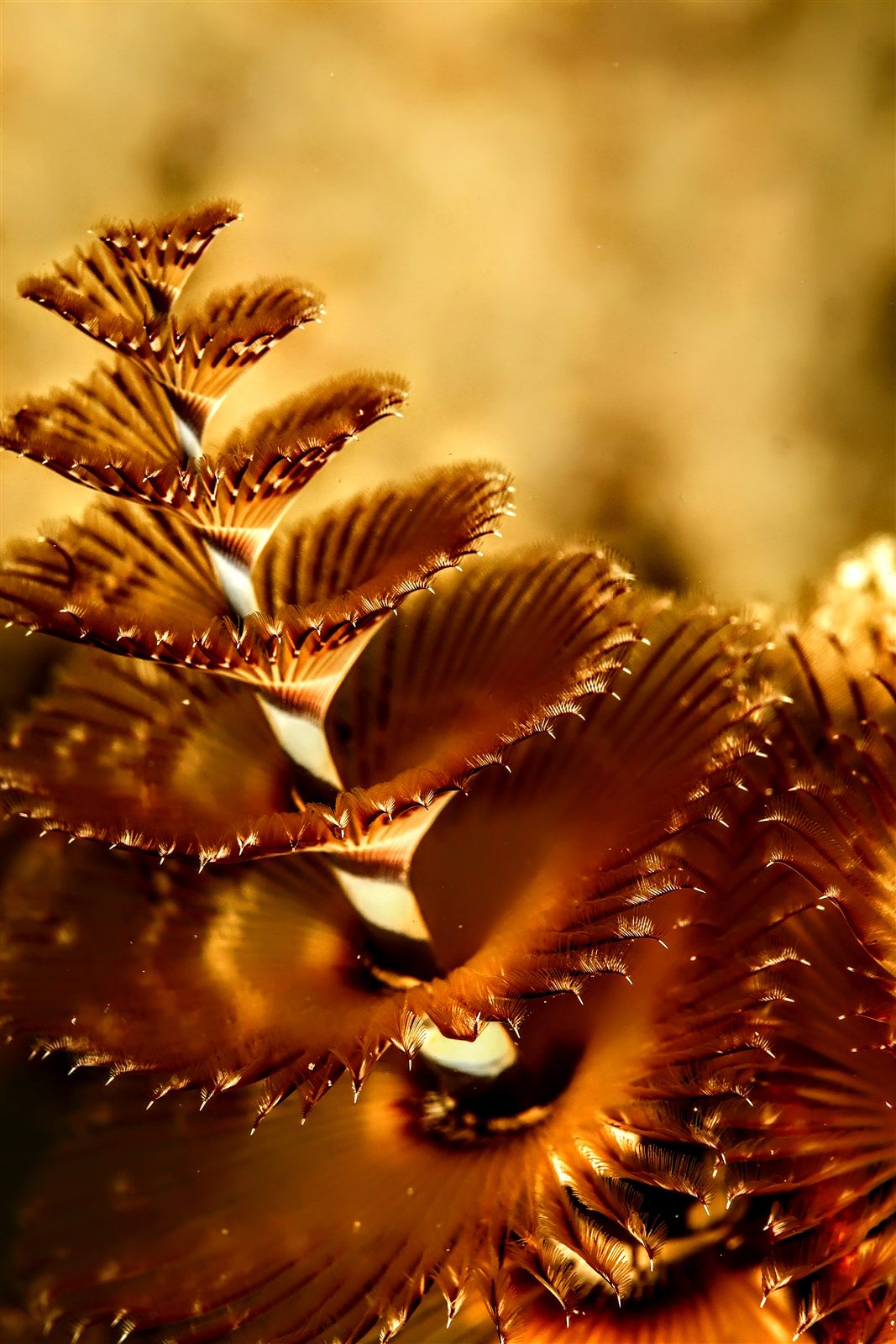 Christmas tree worm in amber and chestnut spirals against golden bokeh
