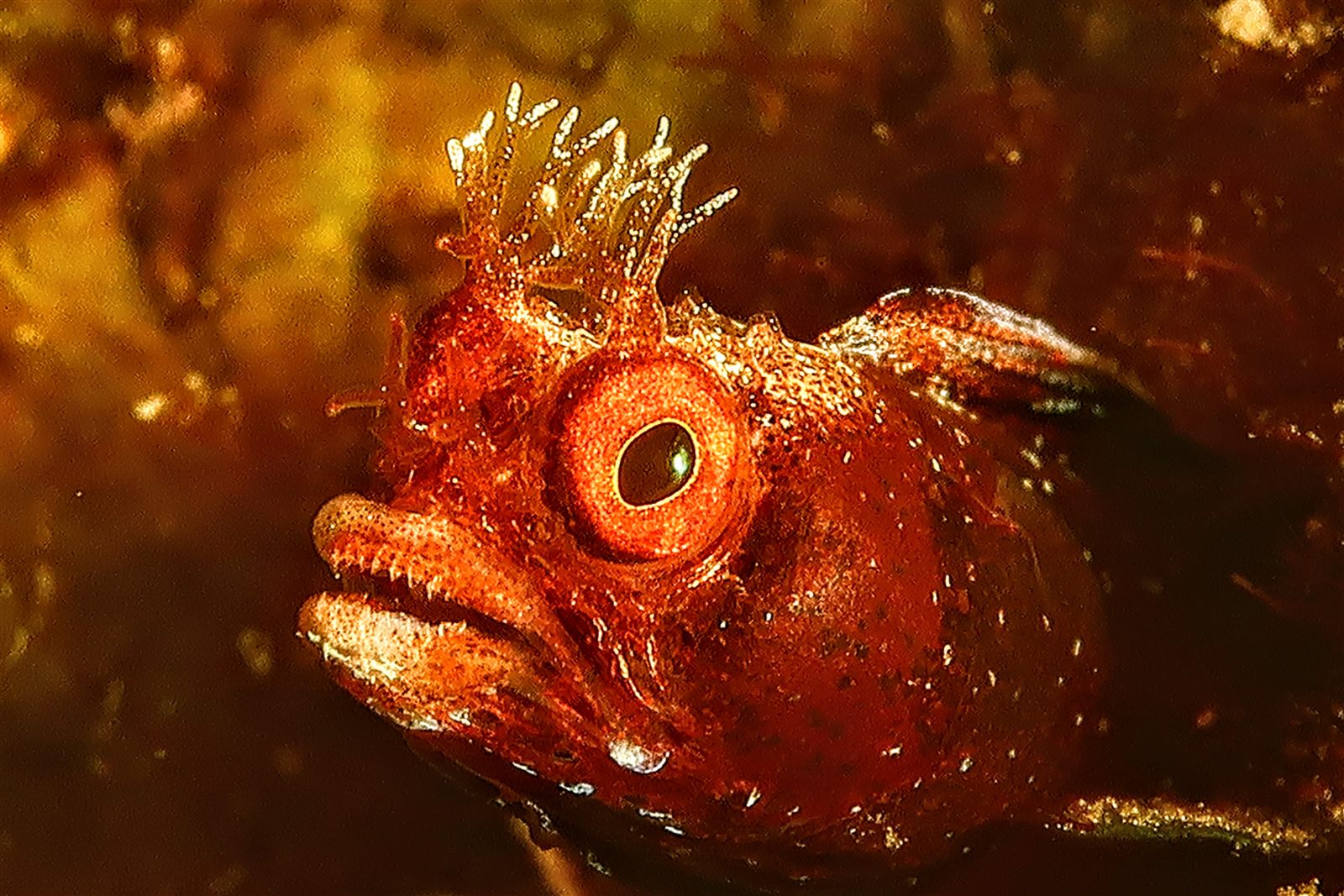 A red blenny glowing like an ember against black