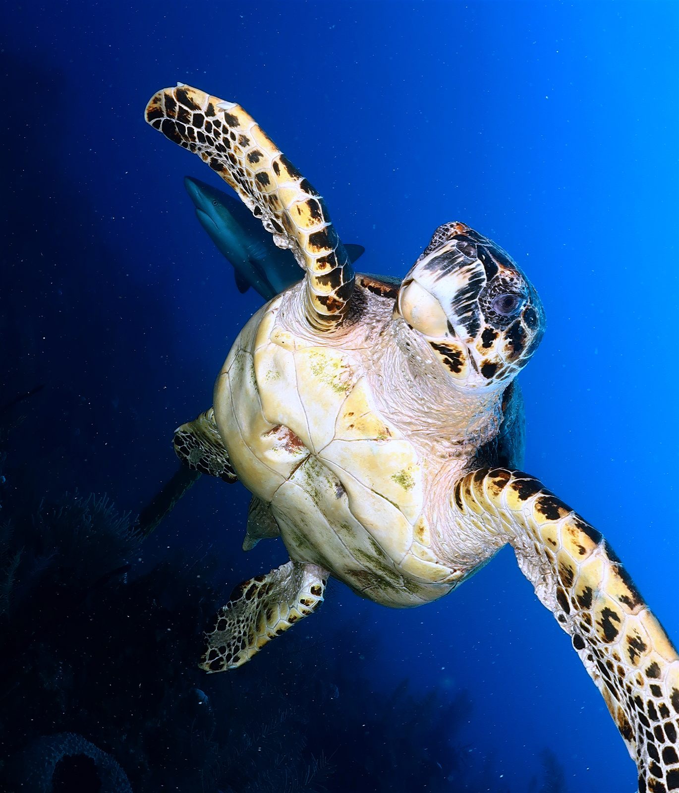 Hawksbill turtle approaching head-on in open blue