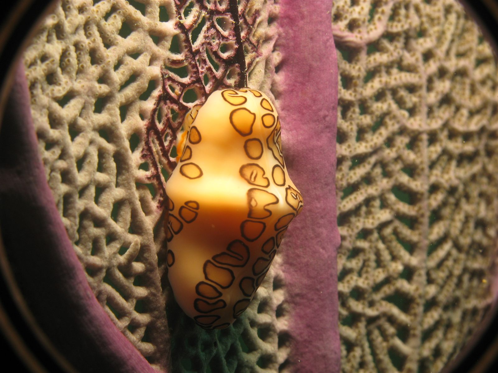 Flamingo tongue snail on a lavender sea fan
