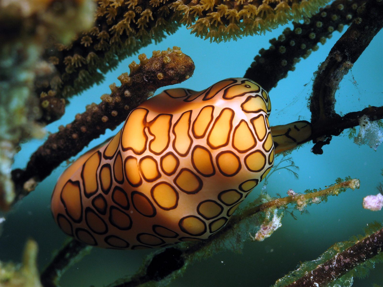 Flamingo tongue snail on a sea rod against dark water
