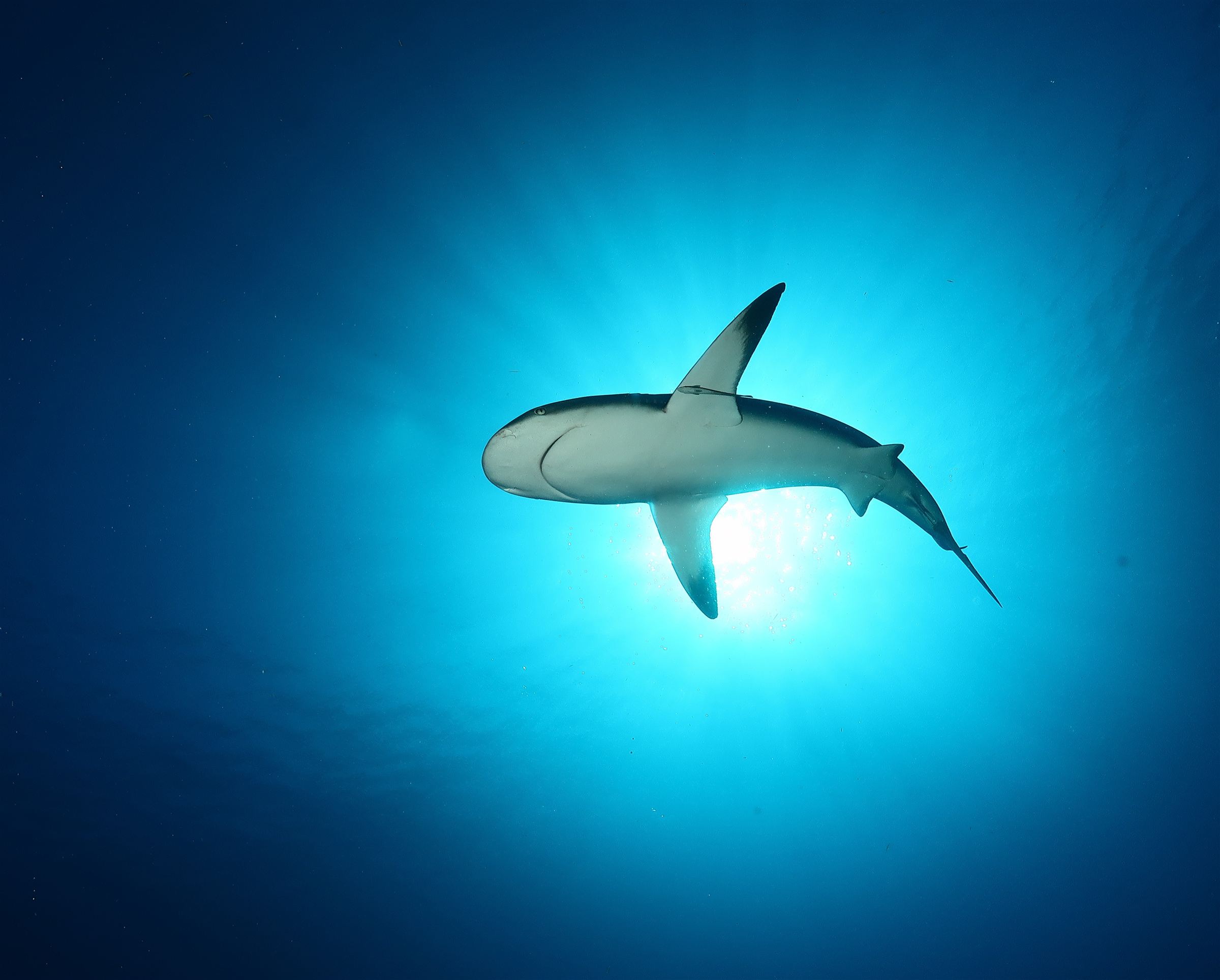 A Caribbean reef shark silhouetted against the sun, Cuba