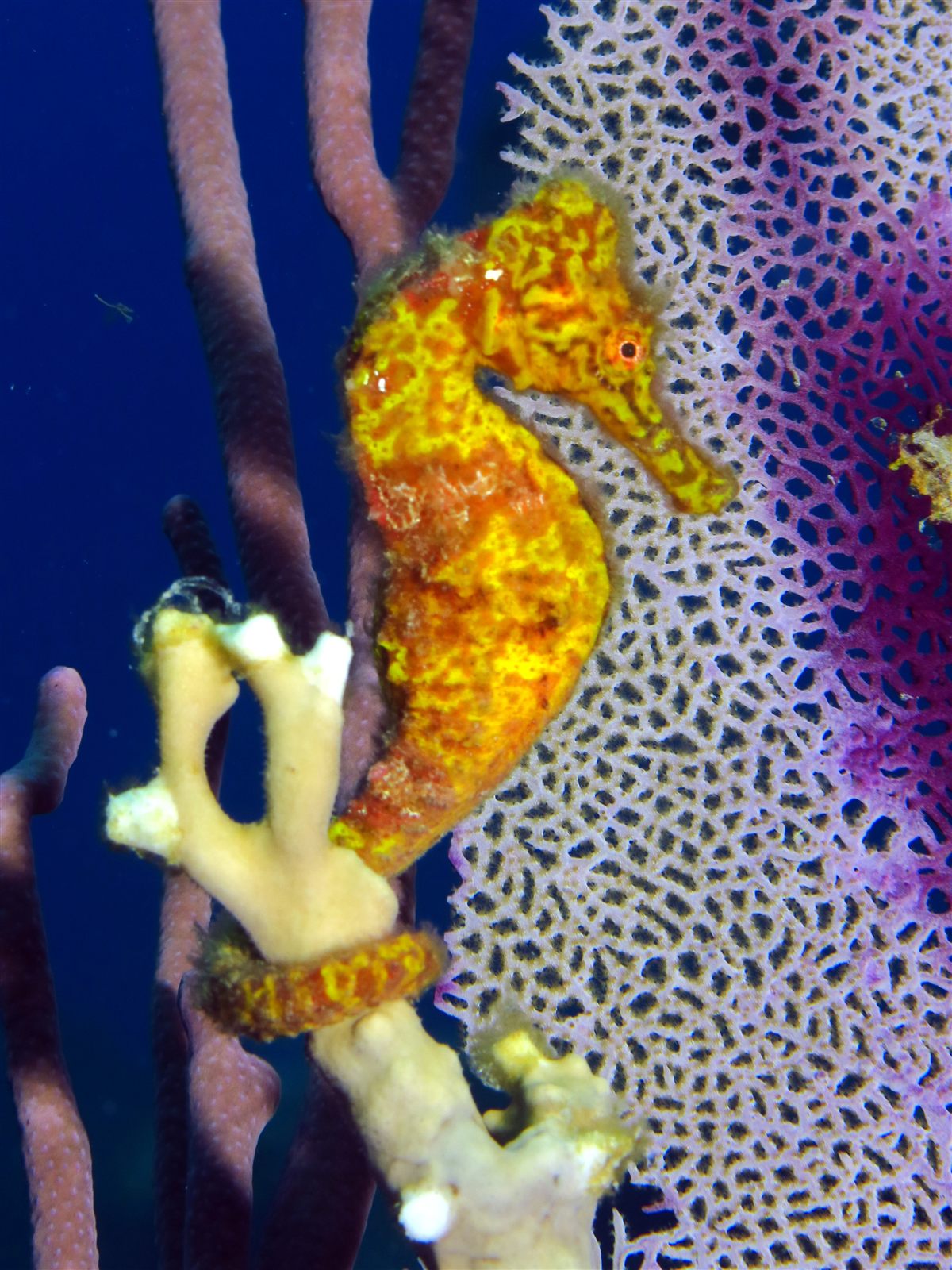 A yellow seahorse holding a lace sea fan