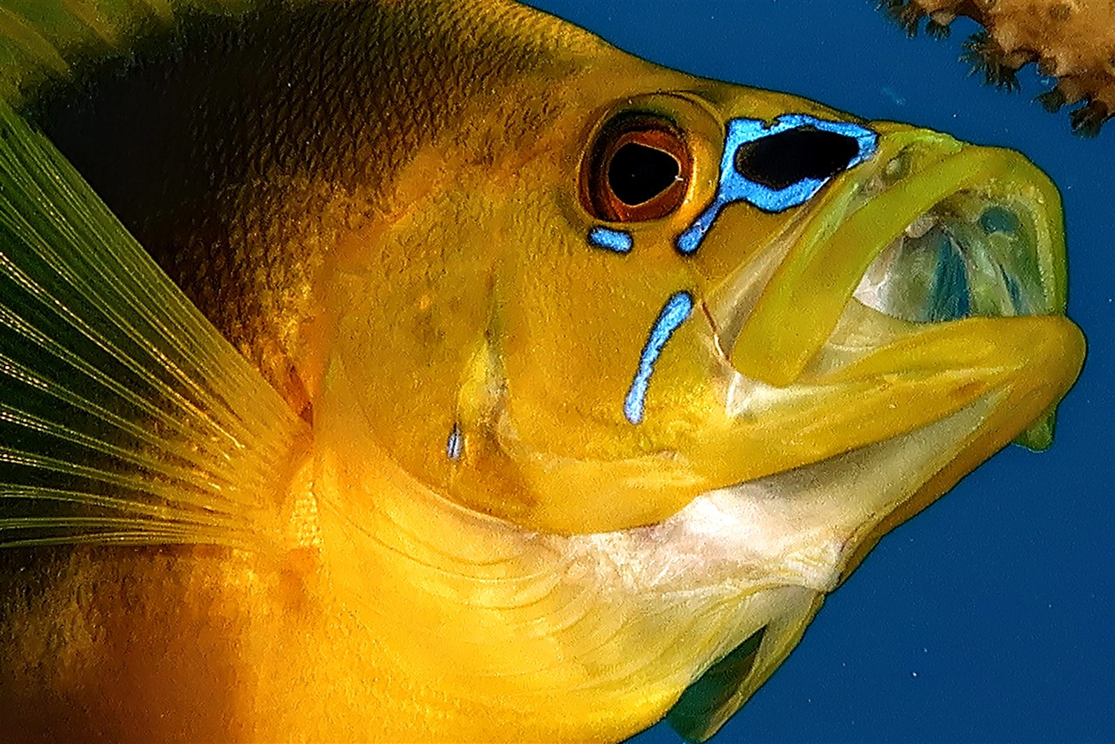 Yellow angelfish with electric blue markings