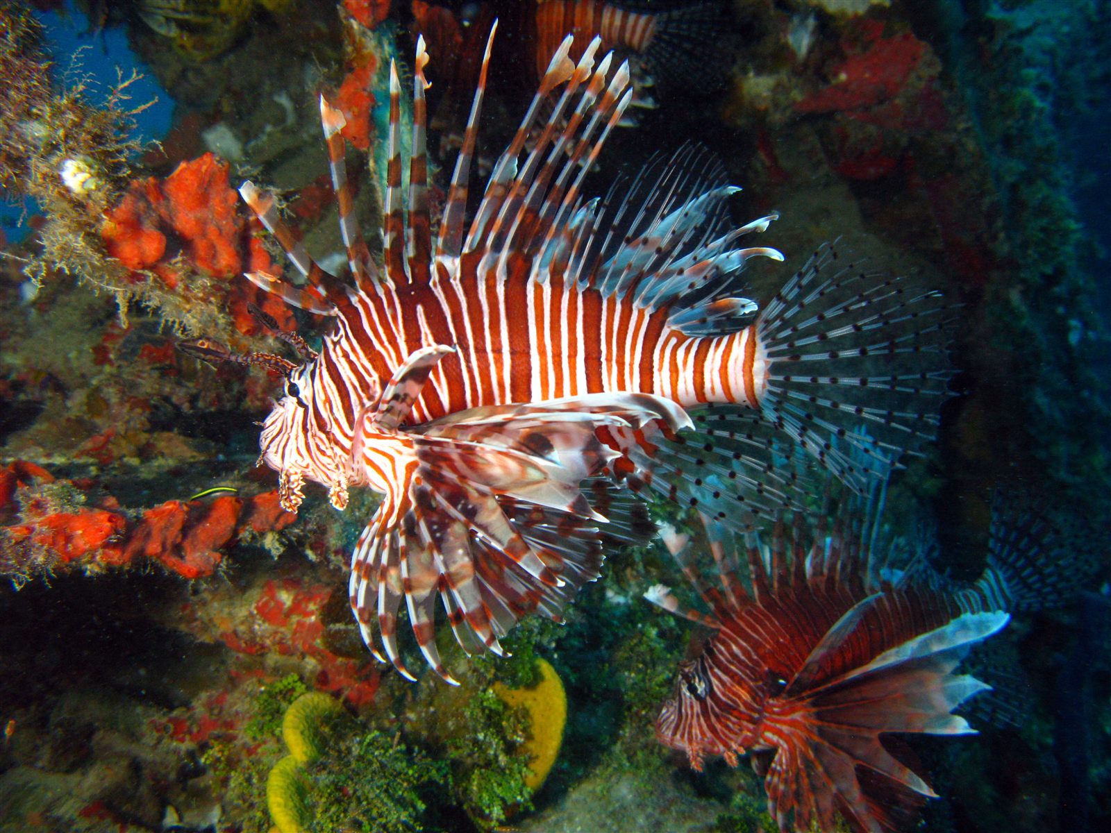 Lionfish close portrait with fins in full display among red sponges