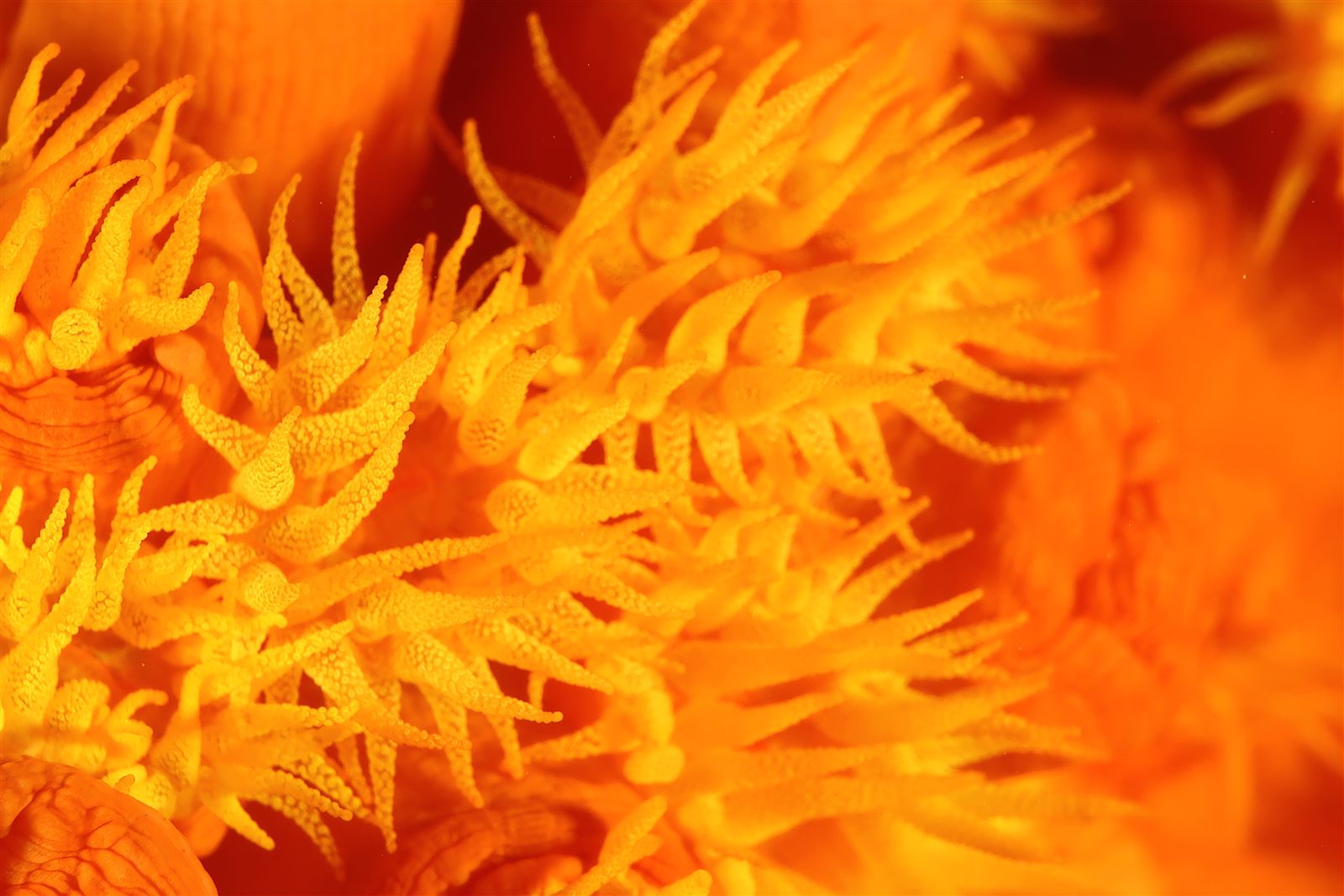 Sea urchin spines glowing amber against darkness