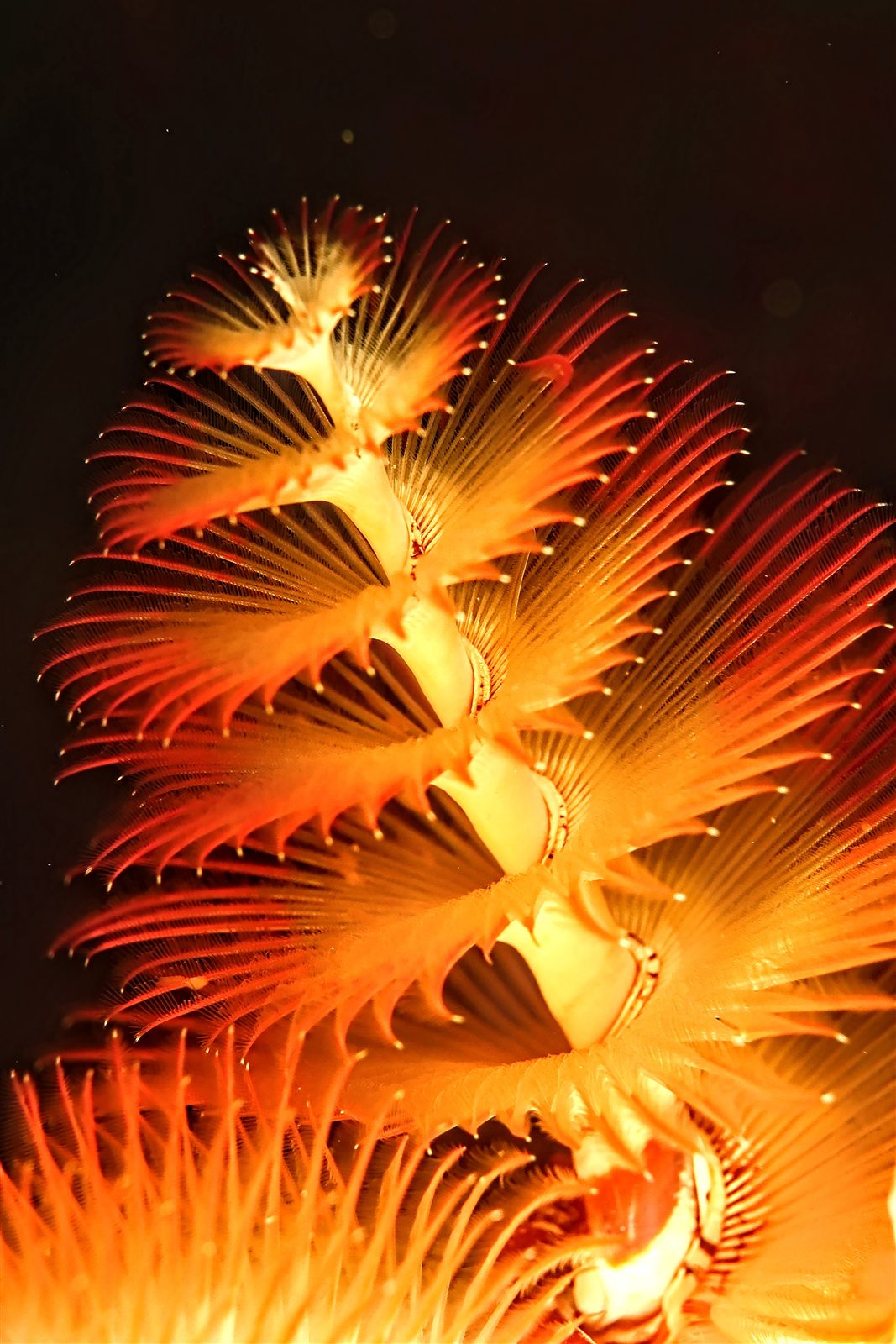 A golden Christmas tree worm glowing against black water