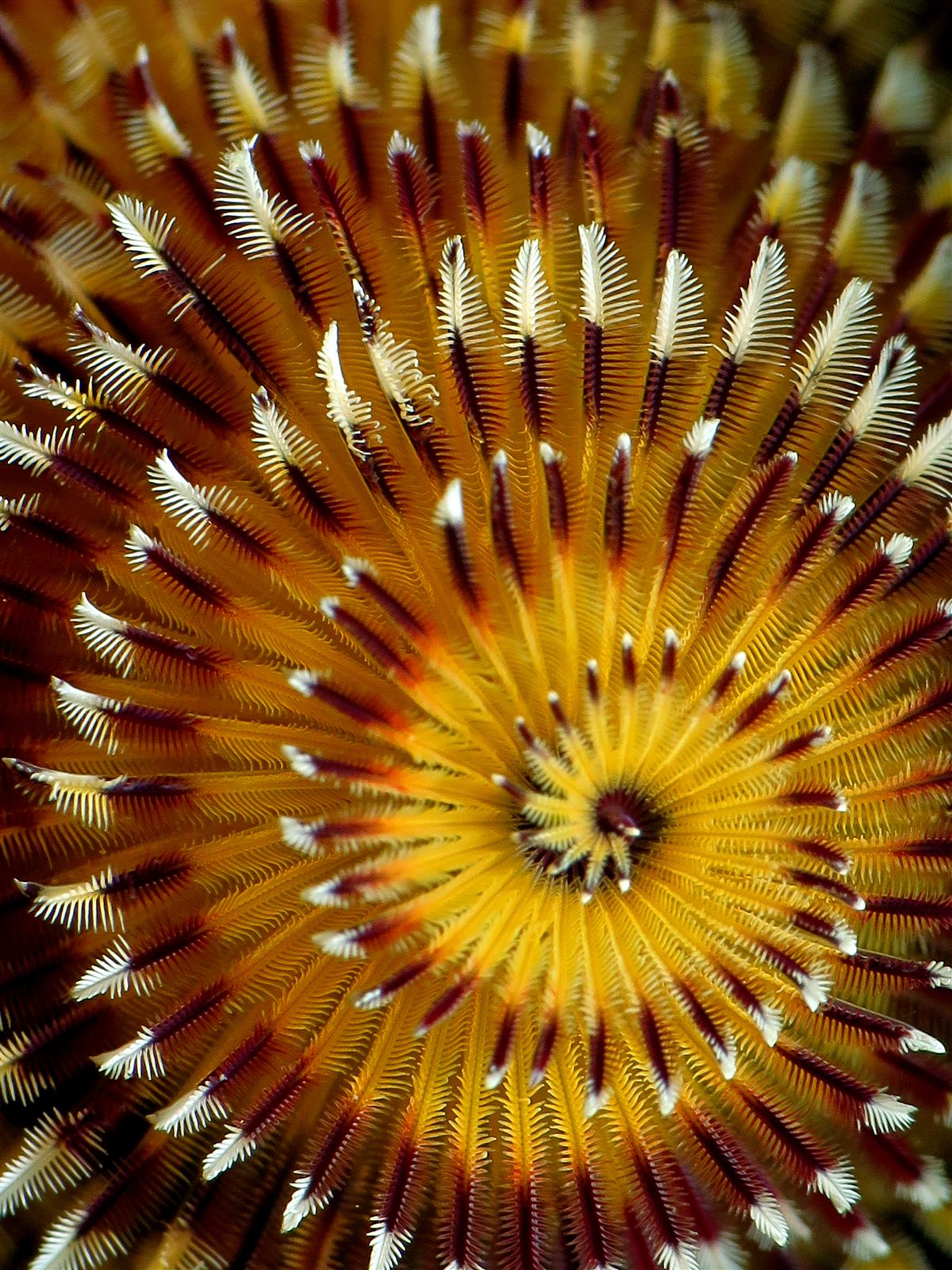 Split-crown feather duster spiral seen from above