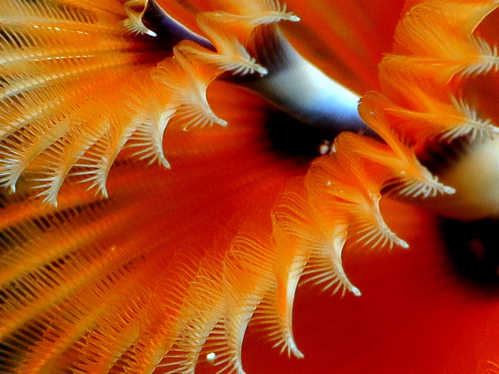 Orange feather duster worms in bloom