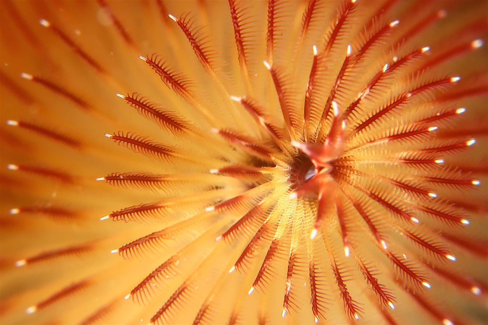 Feather duster worm seen from directly above as a copper radial mandala