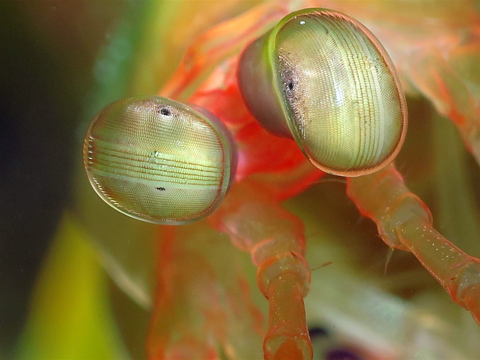 The compound eyes of a mantis shrimp in extreme macro
