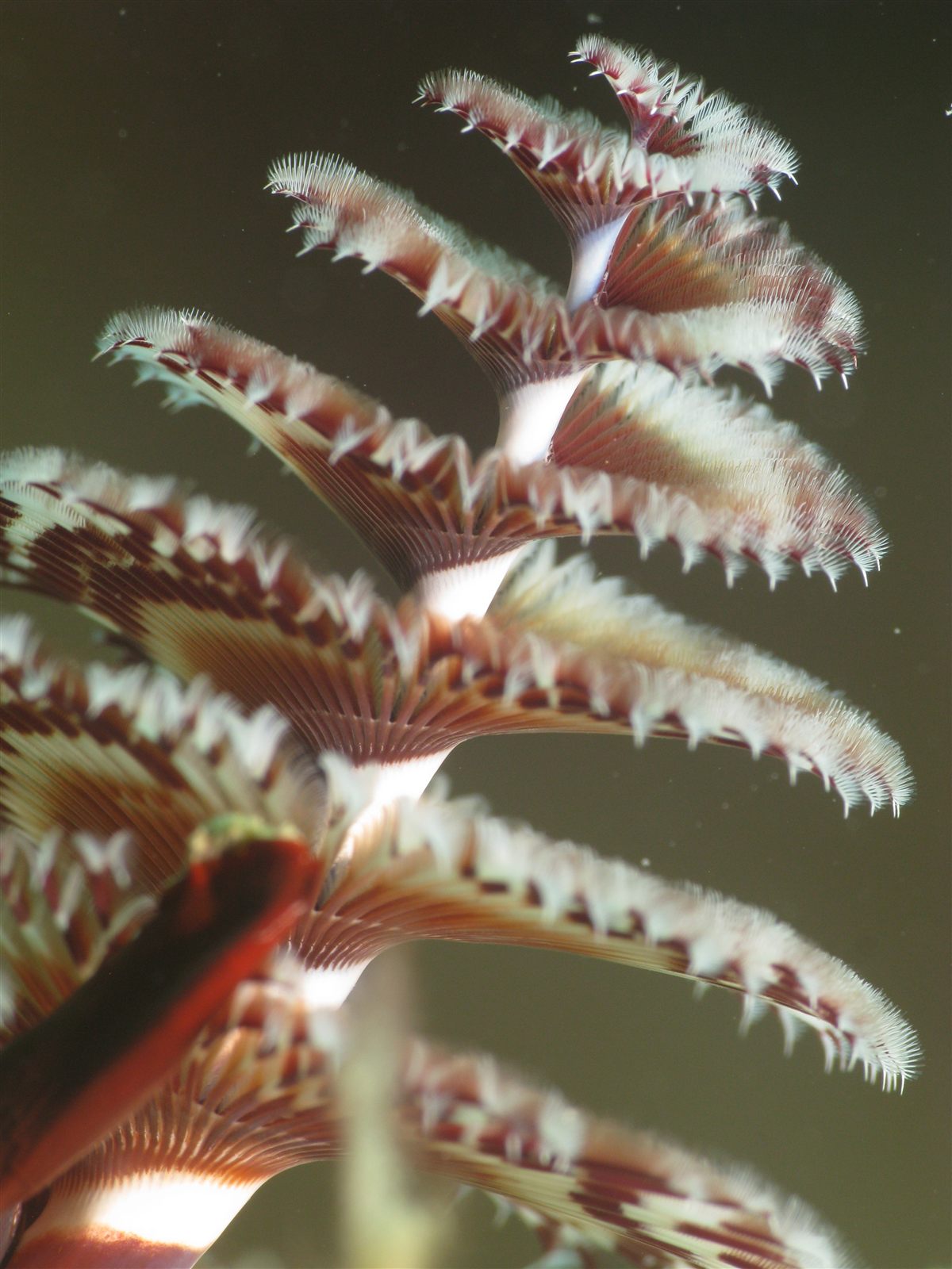 Colony of rosy feather worms blooming like peonies against black