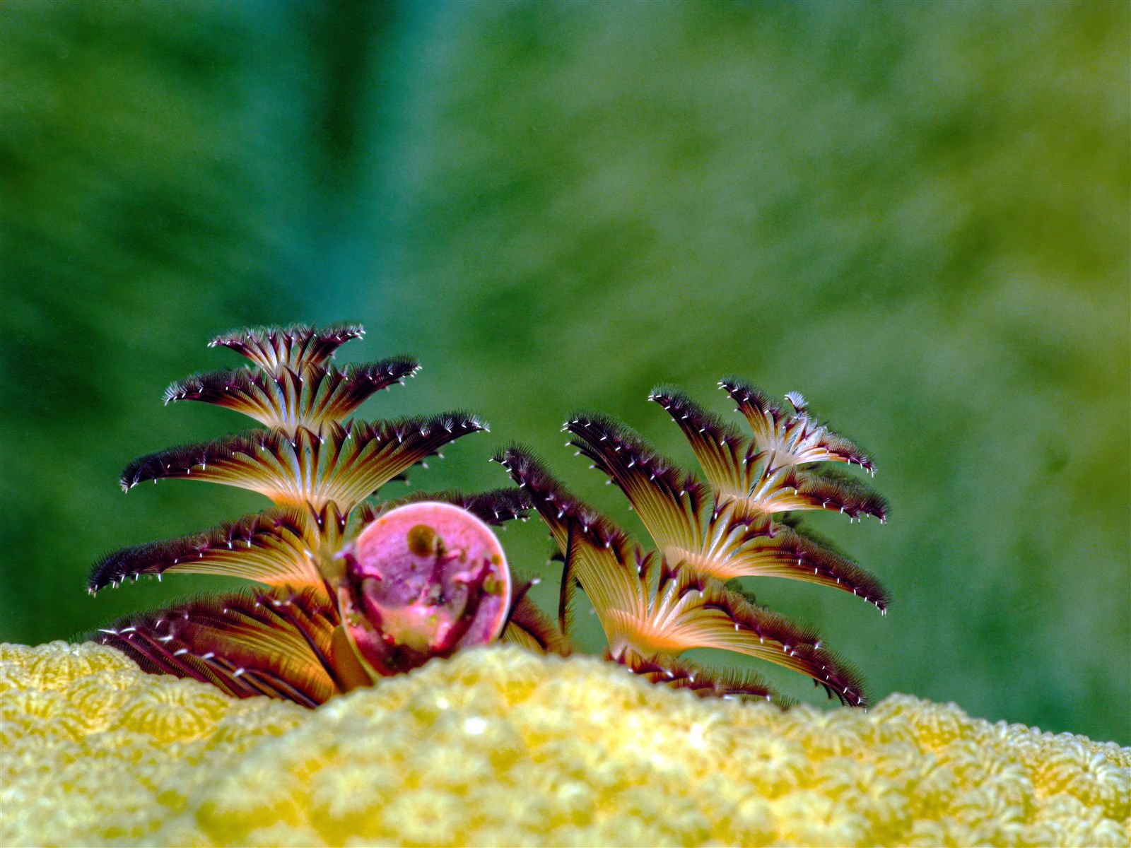 Two-spiraled Christmas tree worm with pink pearl on yellow coral against teal water