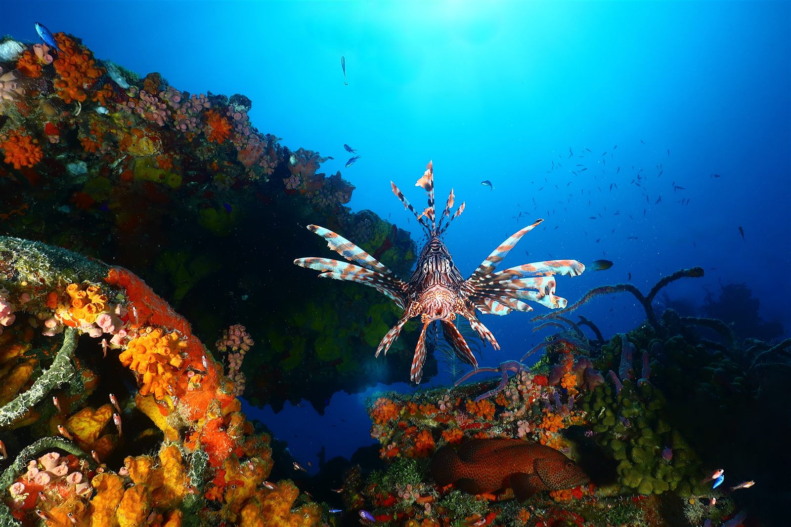 Lionfish hovering over a vibrant Caribbean reef beneath a sunburst