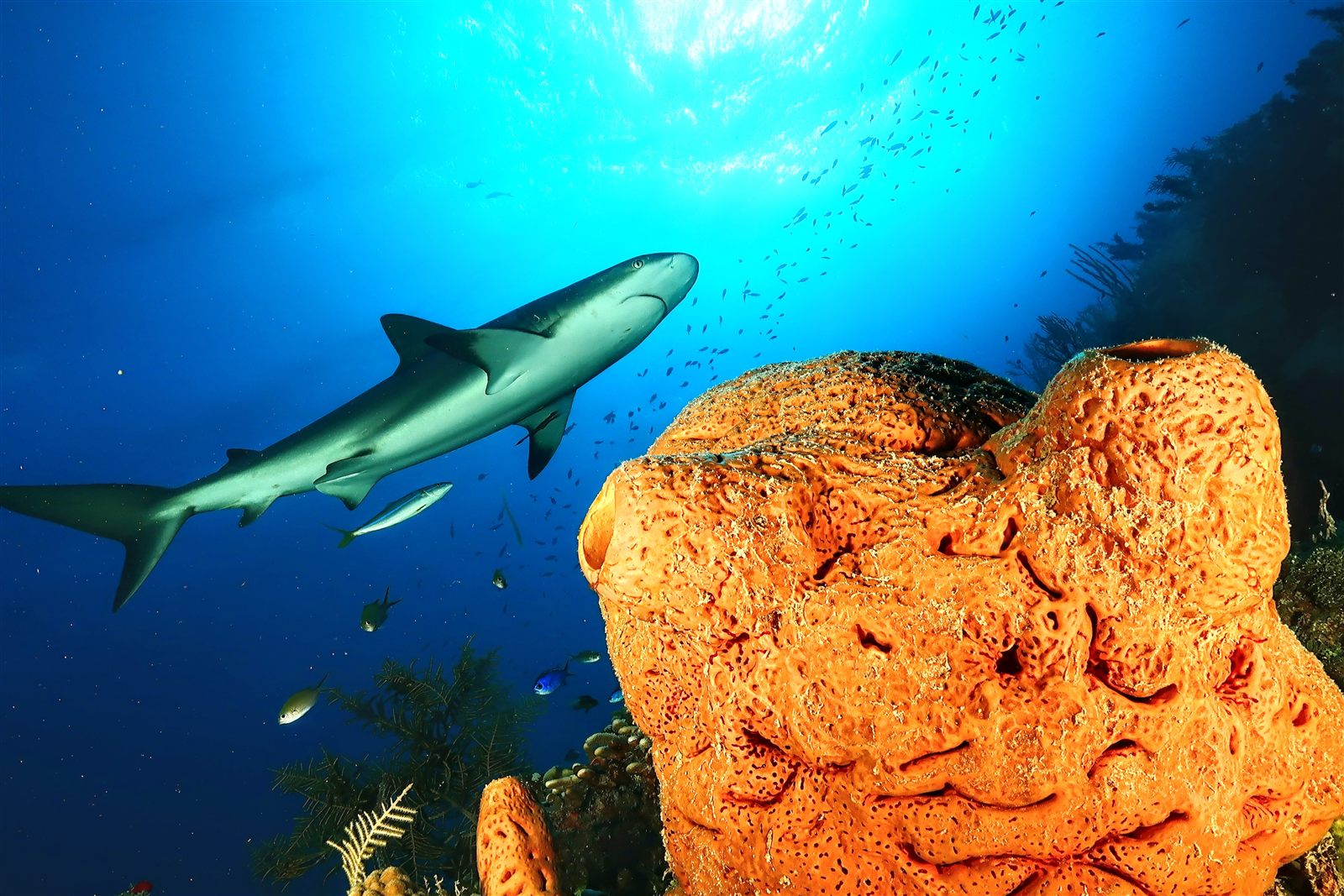 Reef shark passing over an orange barrel sponge
