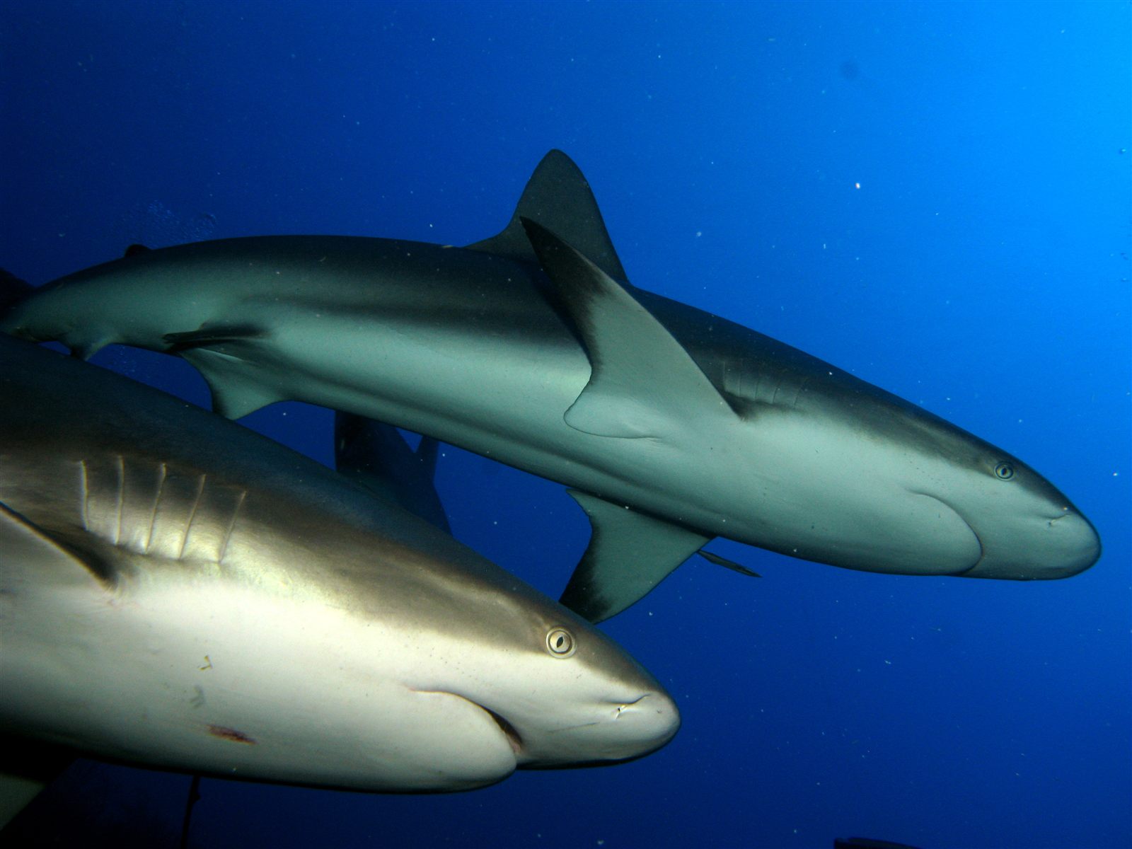 Two Caribbean reef sharks crossing in blue water