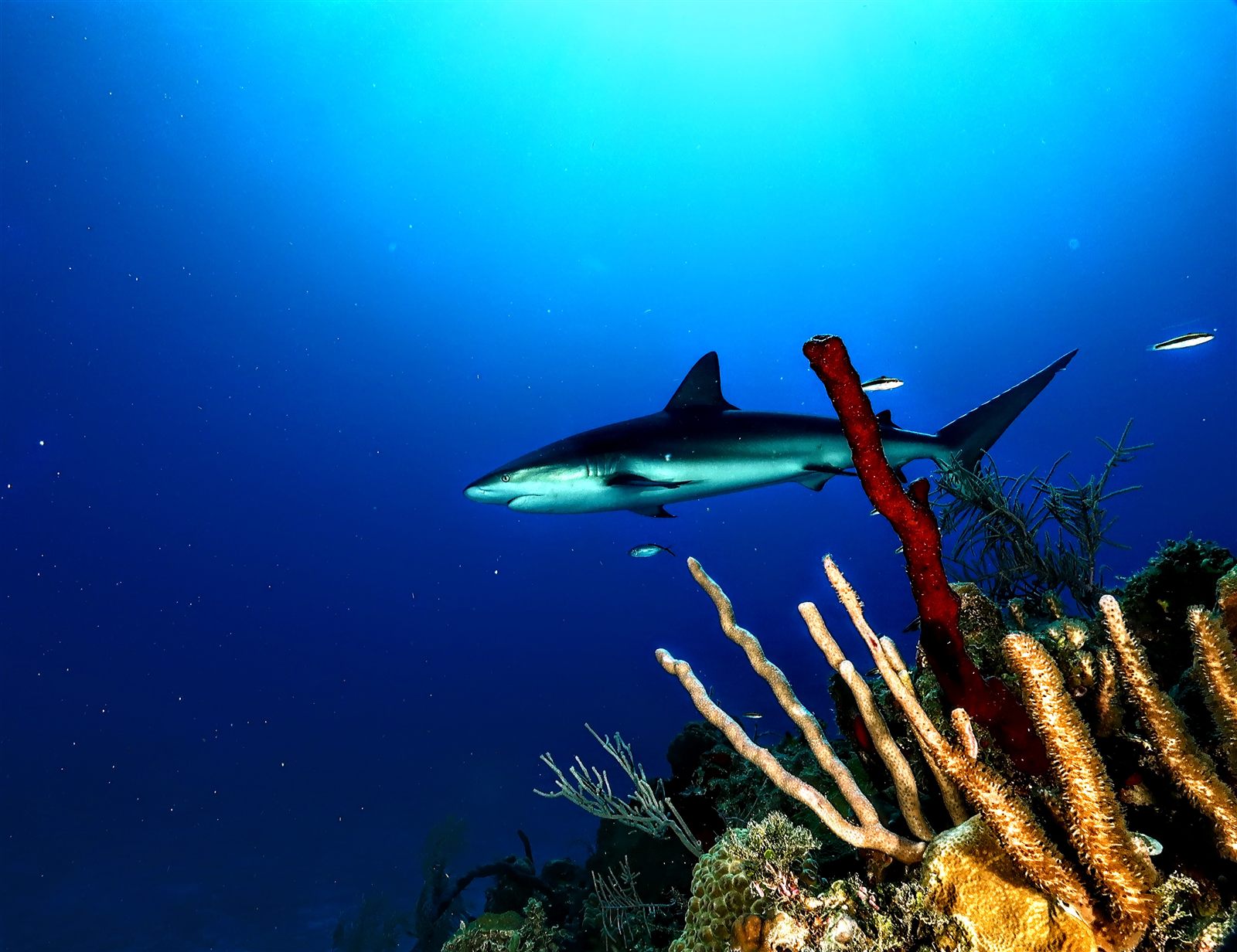 Reef shark passing behind red rope sponge