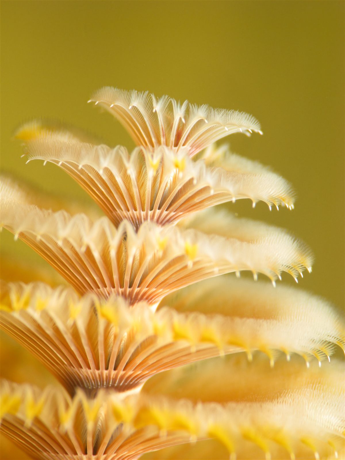 Translucent peach-gold feather duster plumes against olive green water